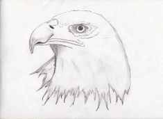 pencil eagle