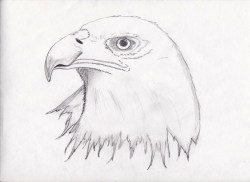 pencil eagle